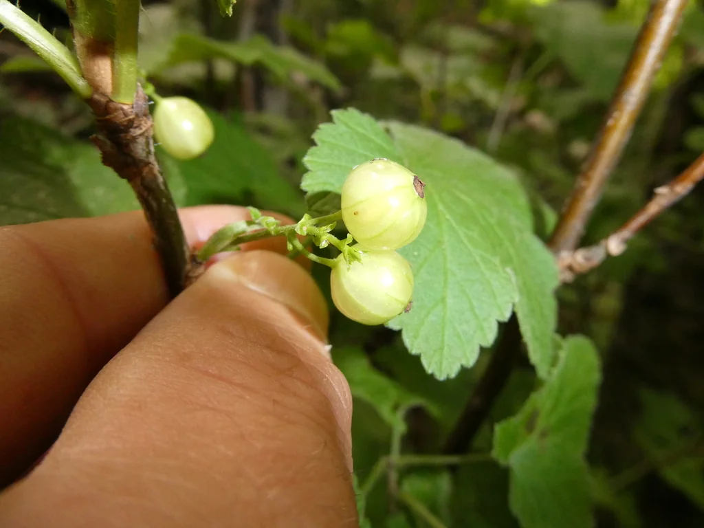 Ribes Rubrum