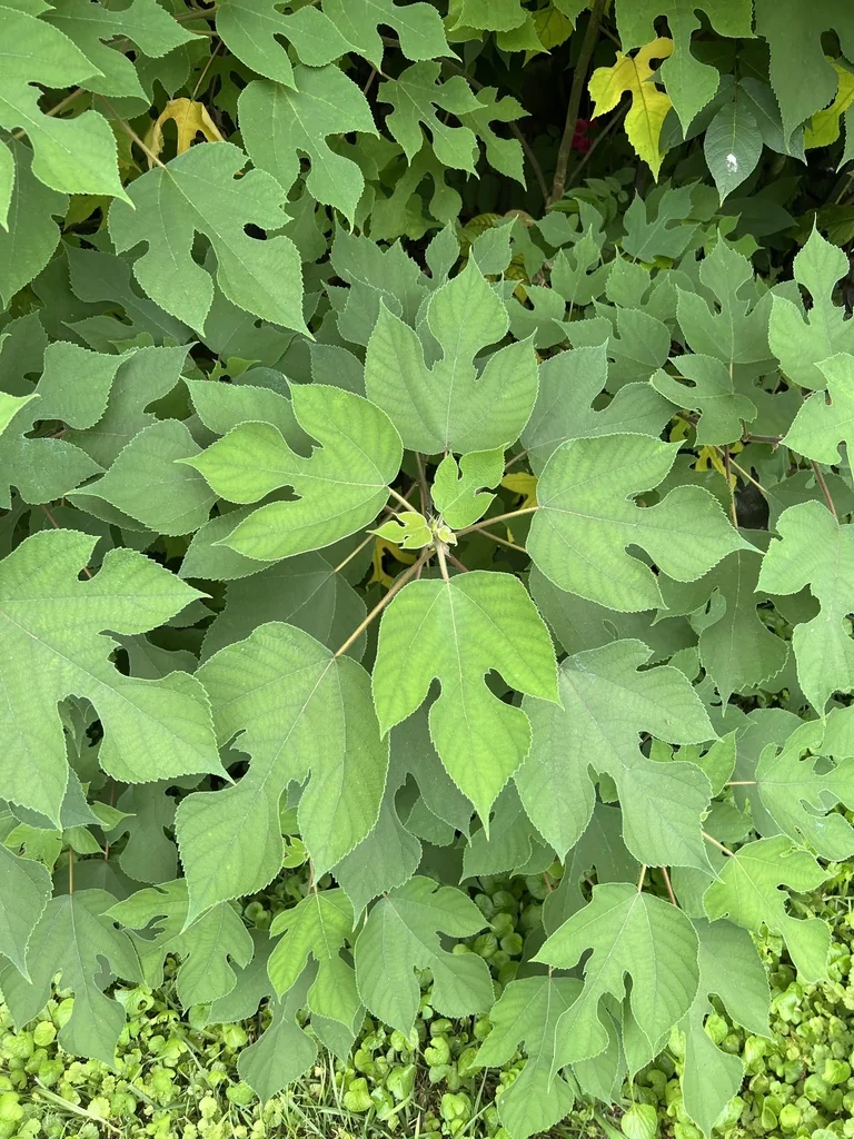 Broussonetia Papyrifera