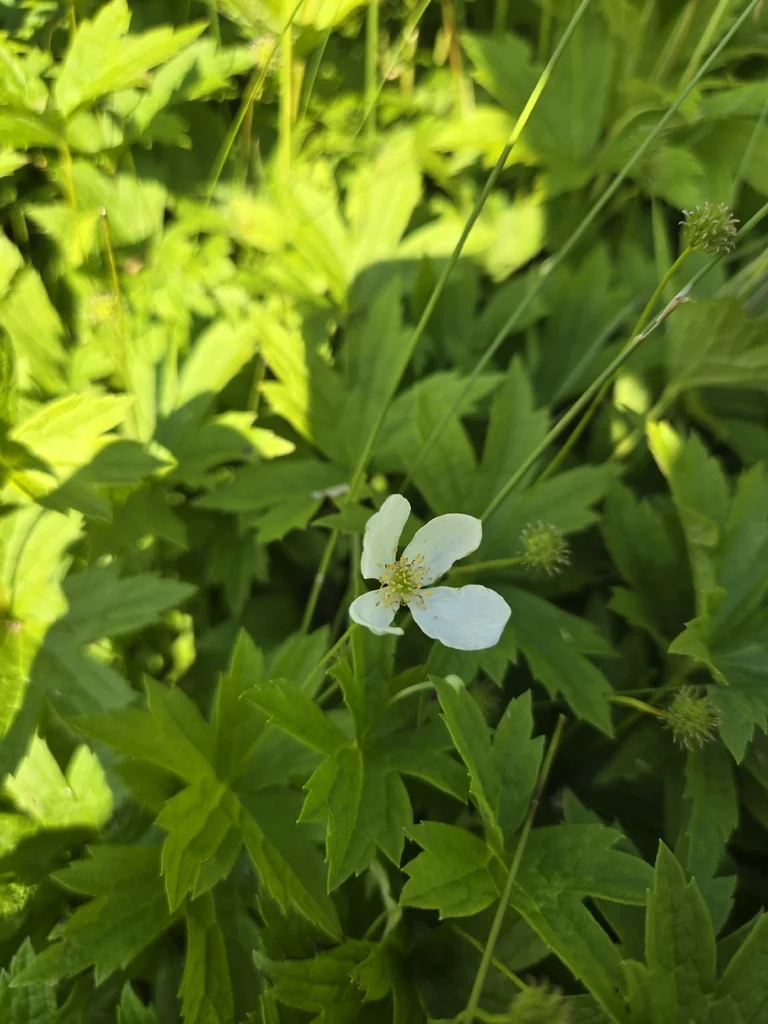 Anemone Canadensis