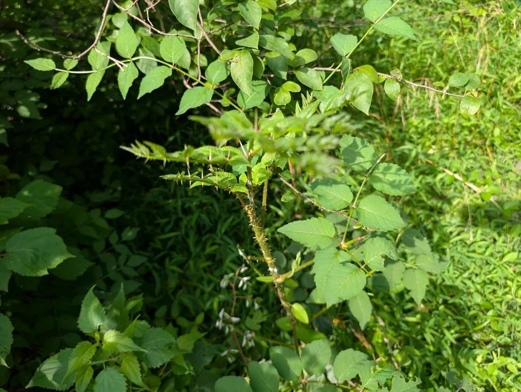 Aralia Elata