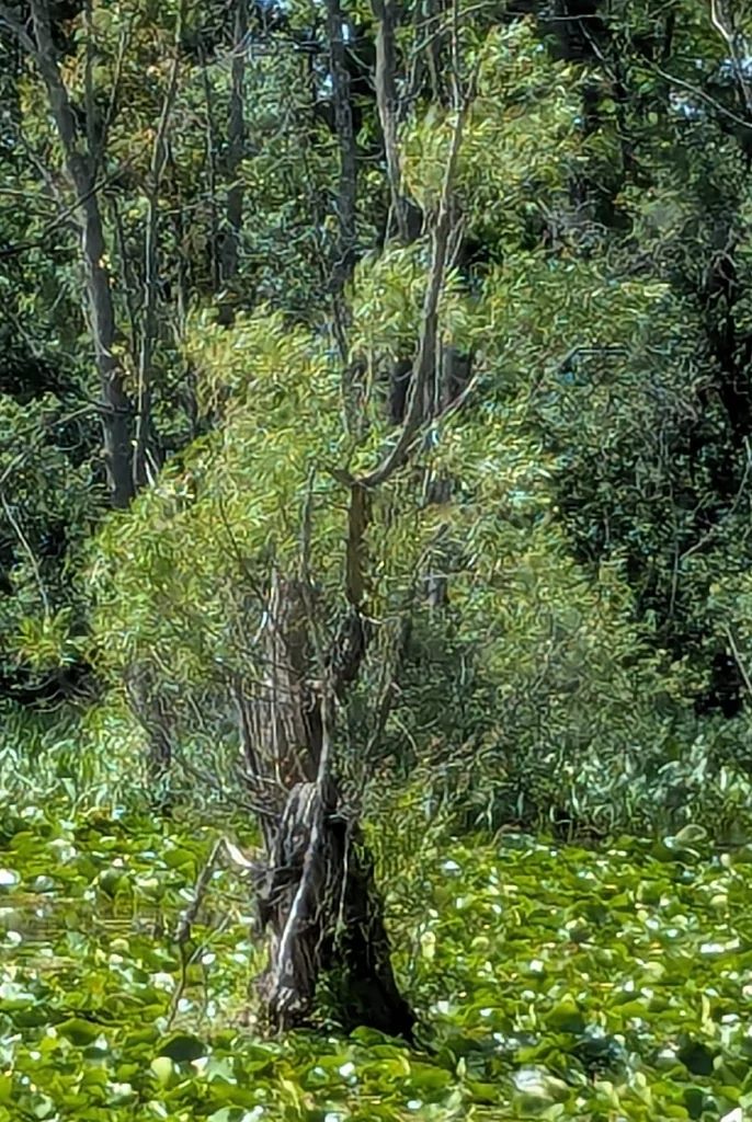 Salix Nigra