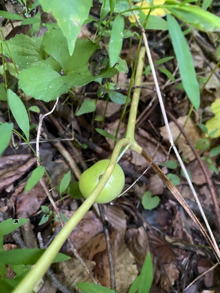Podophyllum Peltatum