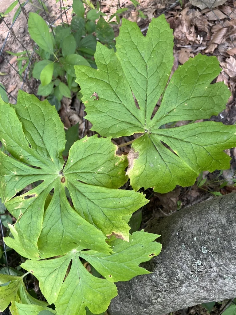 Podophyllum Peltatum