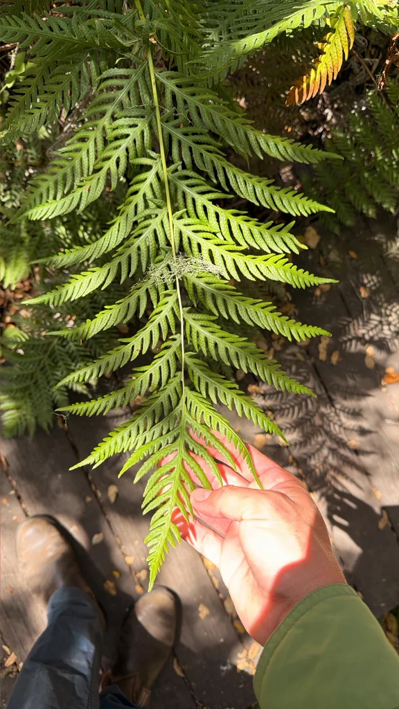 Woodwardia Fimbriata