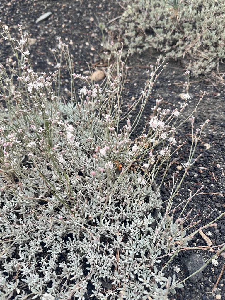 Eriogonum Wrightii
