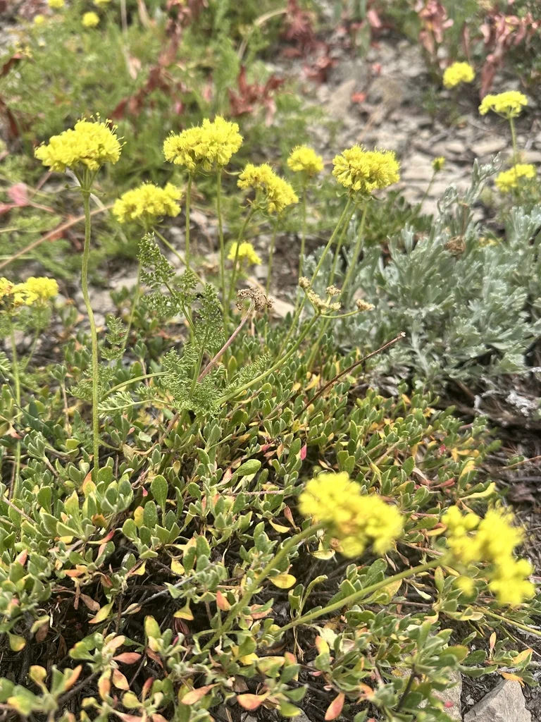 Eriogonum Umbellatum