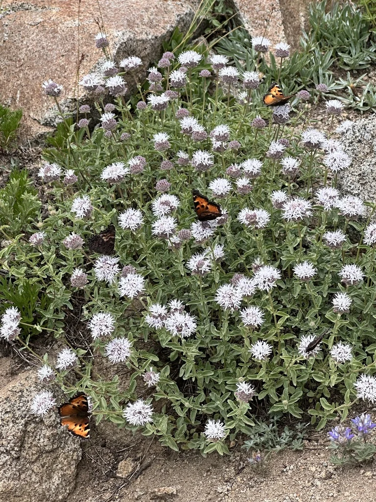 Monardella Odoratissima