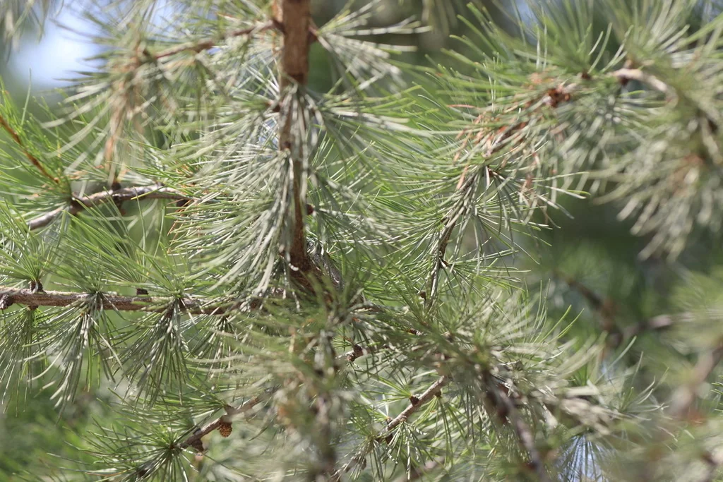 Larix Occidentalis