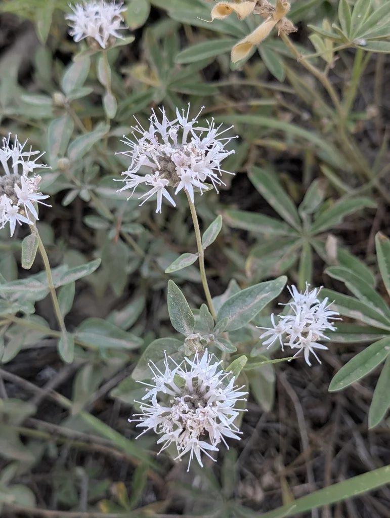 Monardella Odoratissima