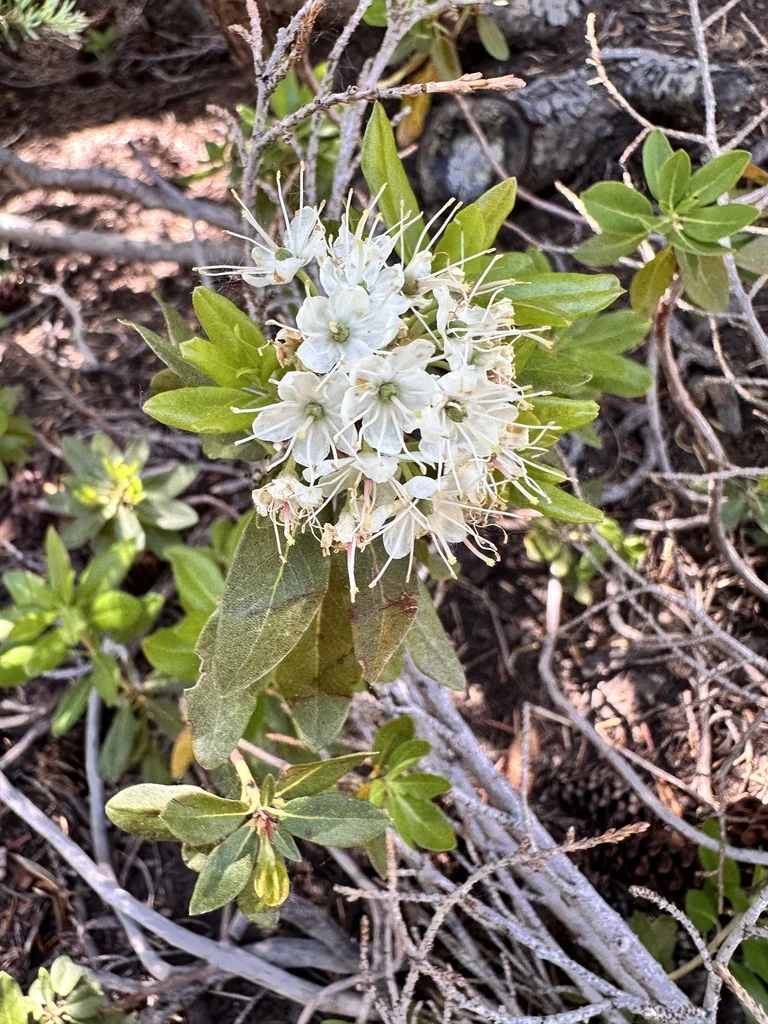 Rhododendron Columbianum