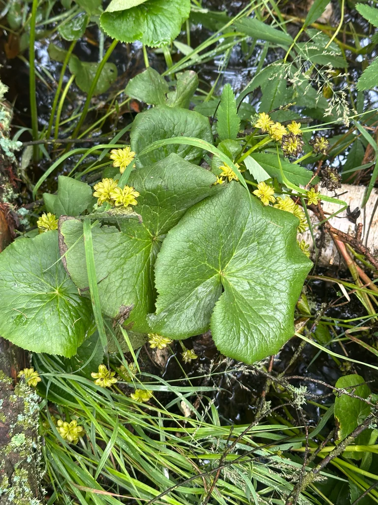 Caltha Palustris