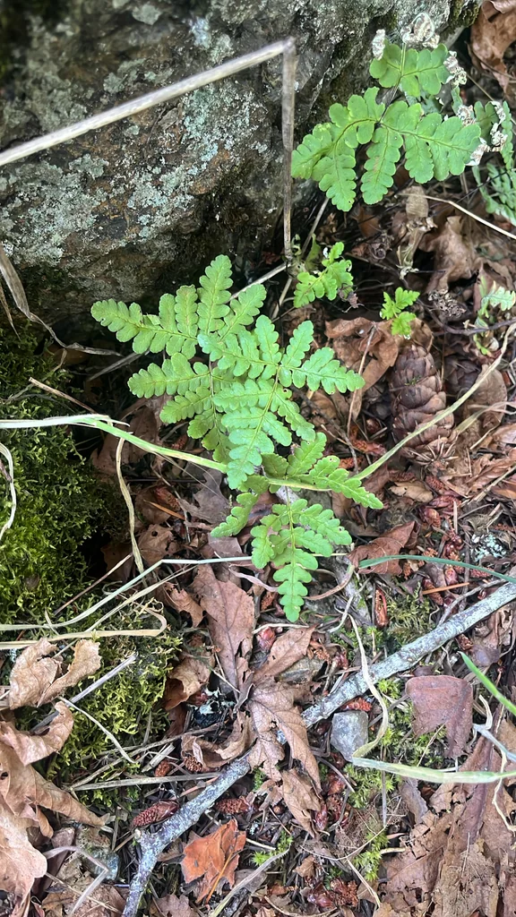 Pentagramma Triangularis