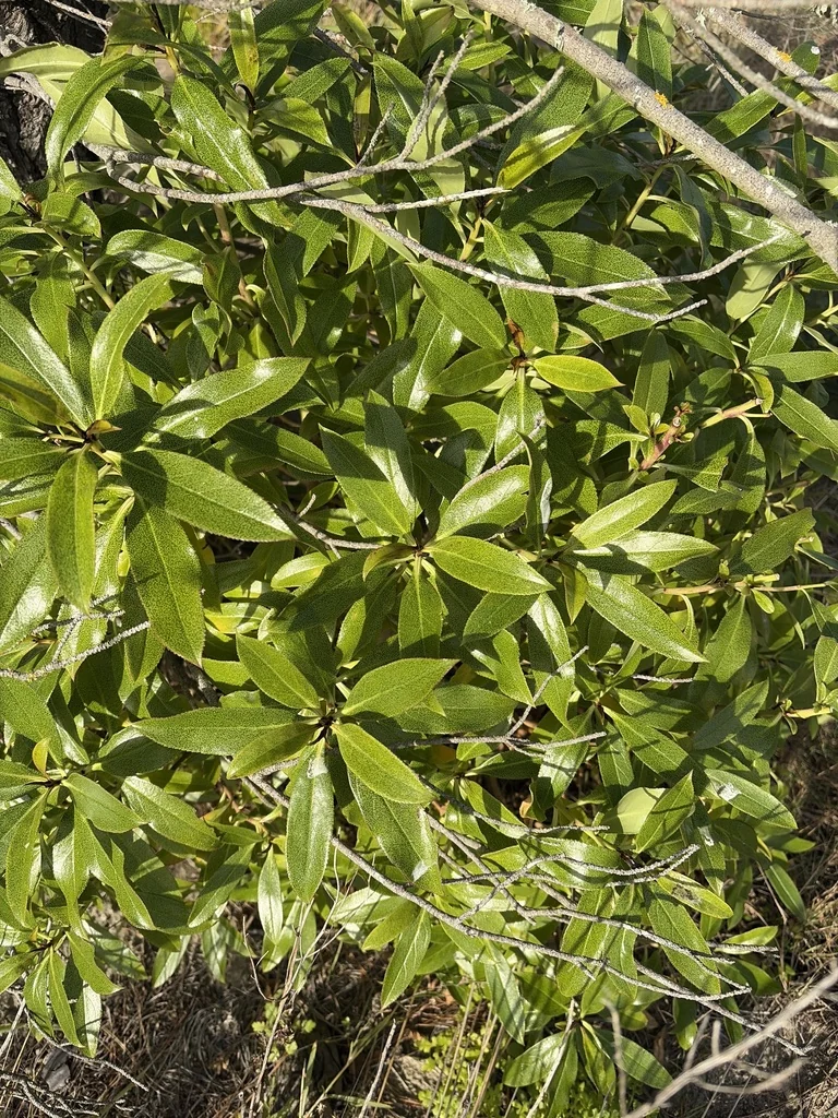 Myoporum Laetum