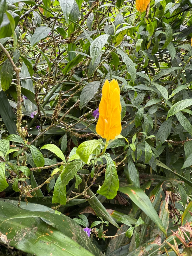 Pachystachys Lutea