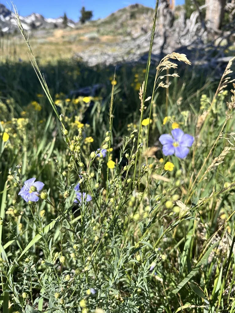Linum Lewisii