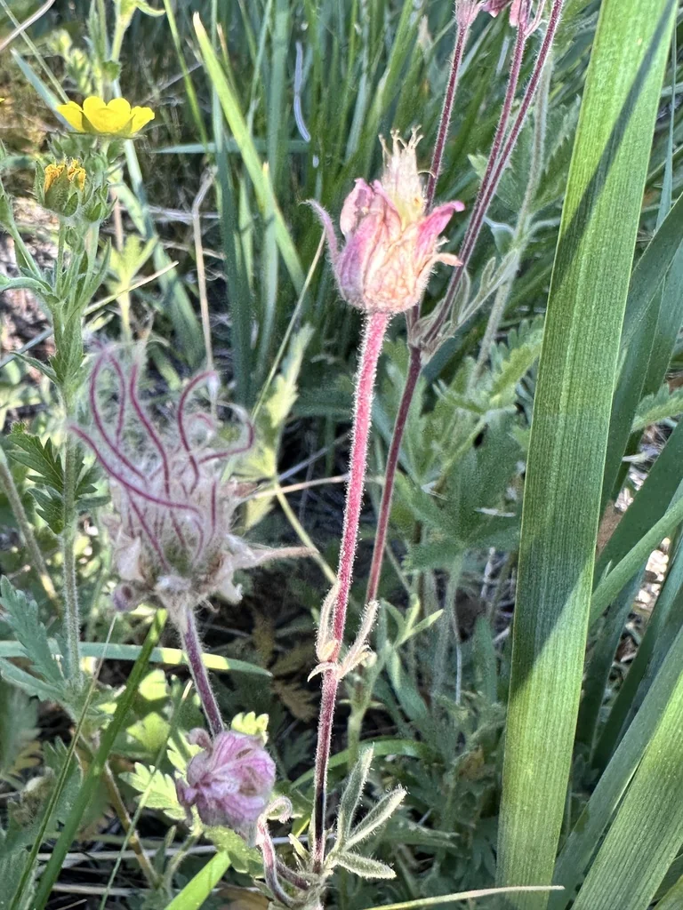Geum Triflorum