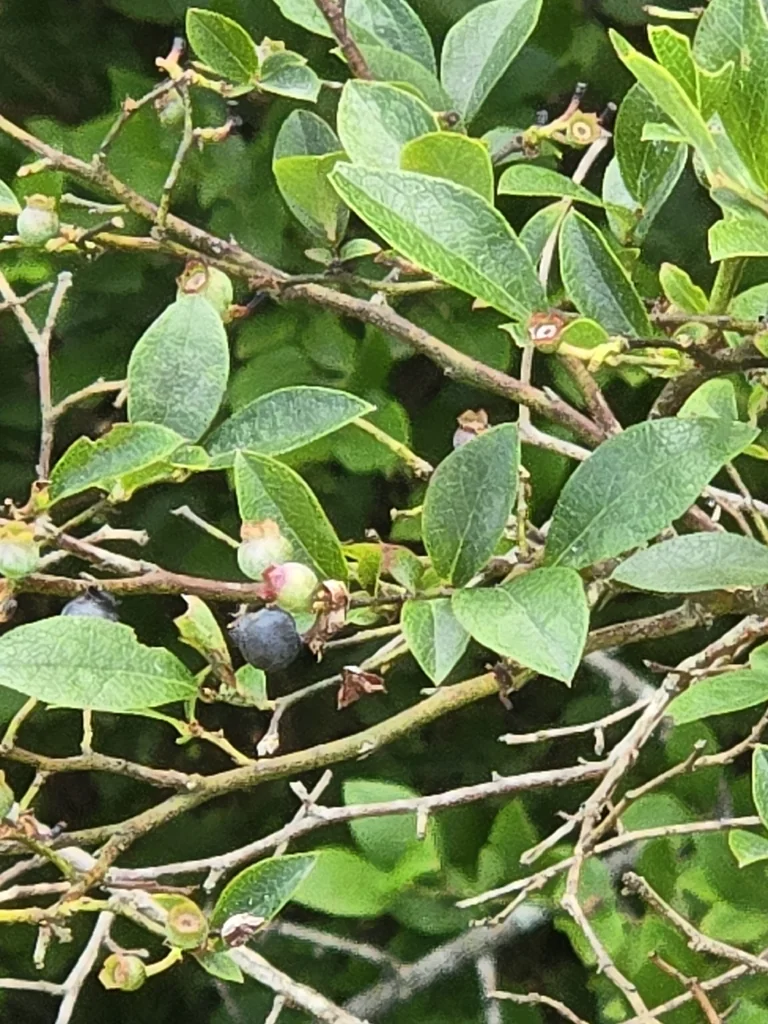 Vaccinium Corymbosum
