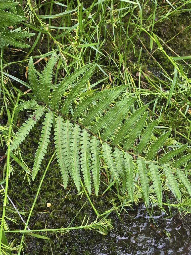 Woodwardia Virginica