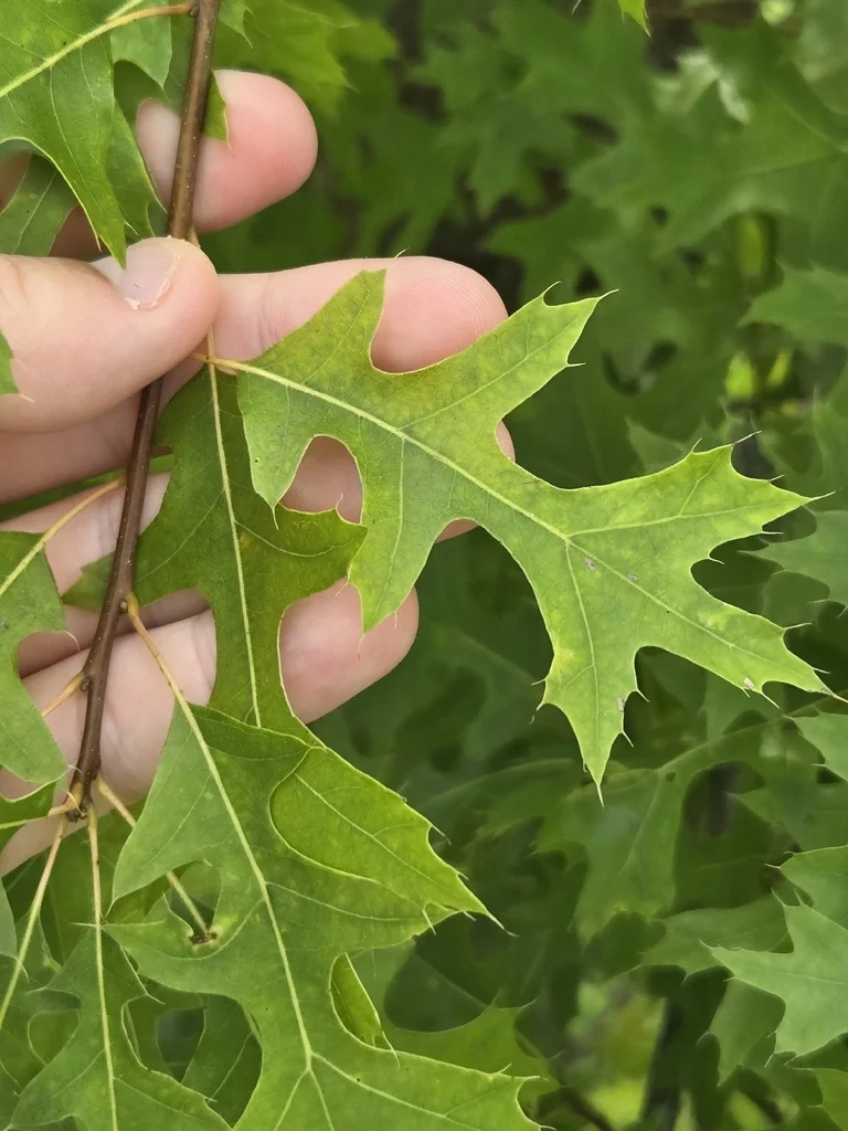 Quercus Palustris