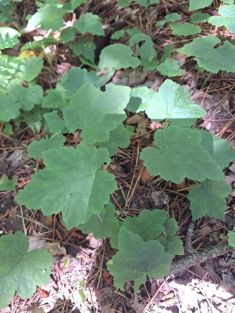 Tiarella Cordifolia