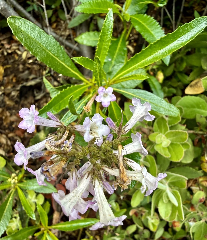 Eriodictyon Californicum