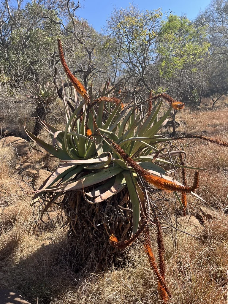 Aloe Castanea