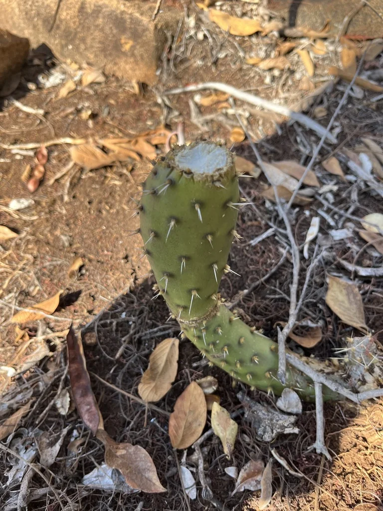 Opuntia Paraguayensis