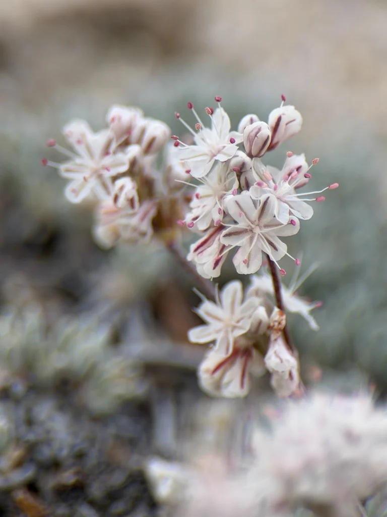 Eriogonum Wrightii