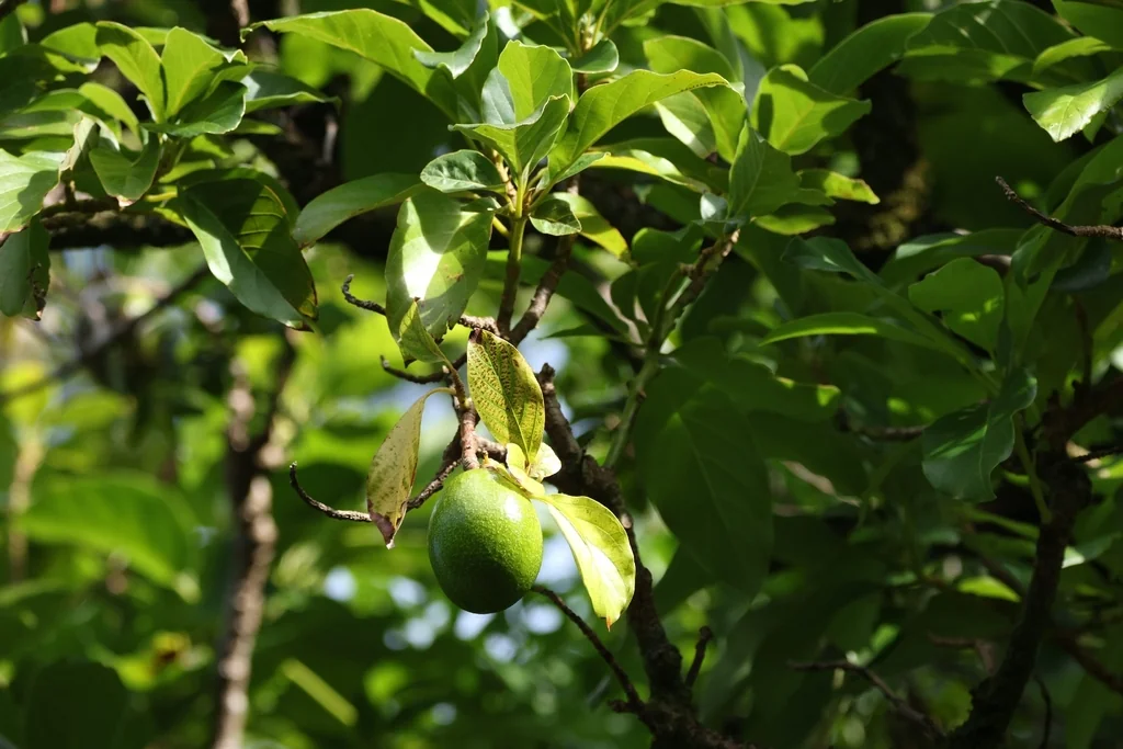 Persea Americana