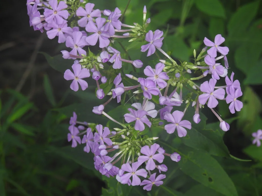 Phlox paniculata