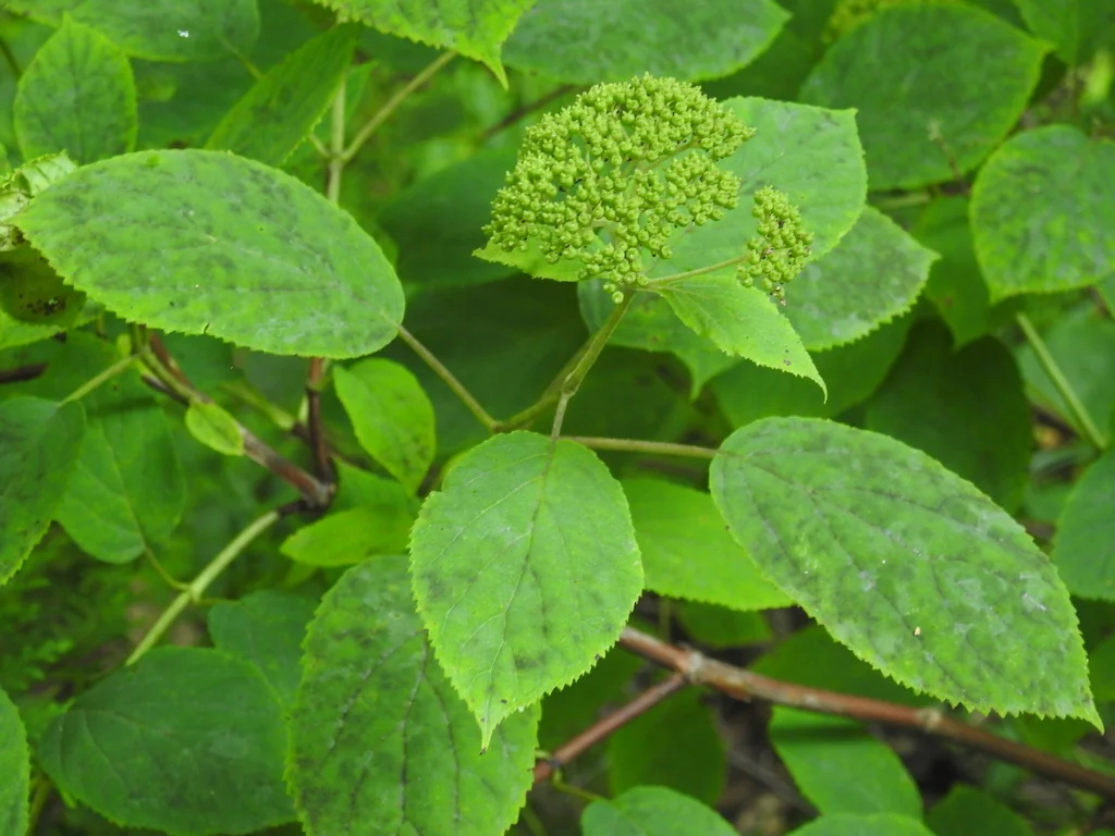 Hydrangea arborescens