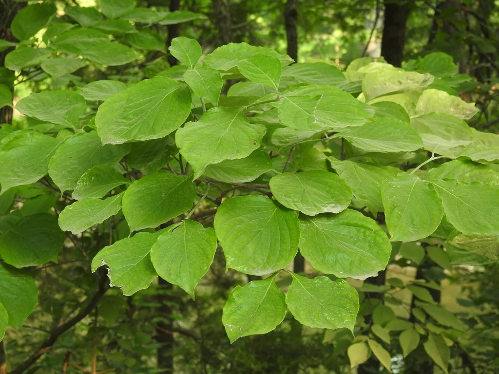 Cornus Florida