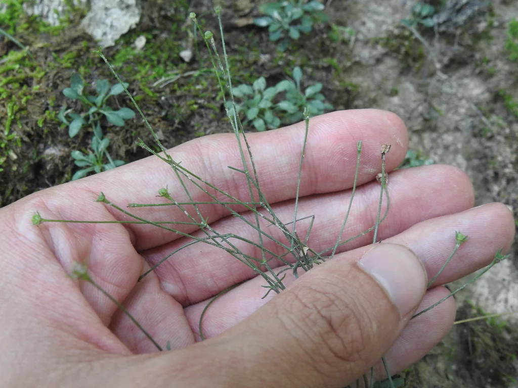 Houstonia Caerulea
