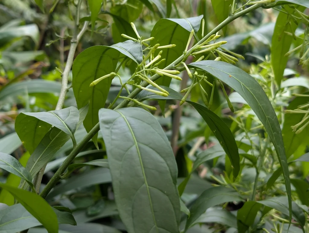 Cestrum Nocturnum