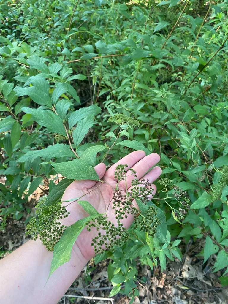 Spiraea japonica