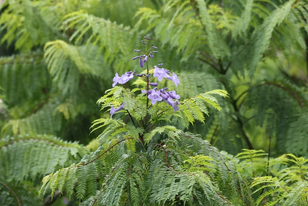 Jacaranda Mimosifolia