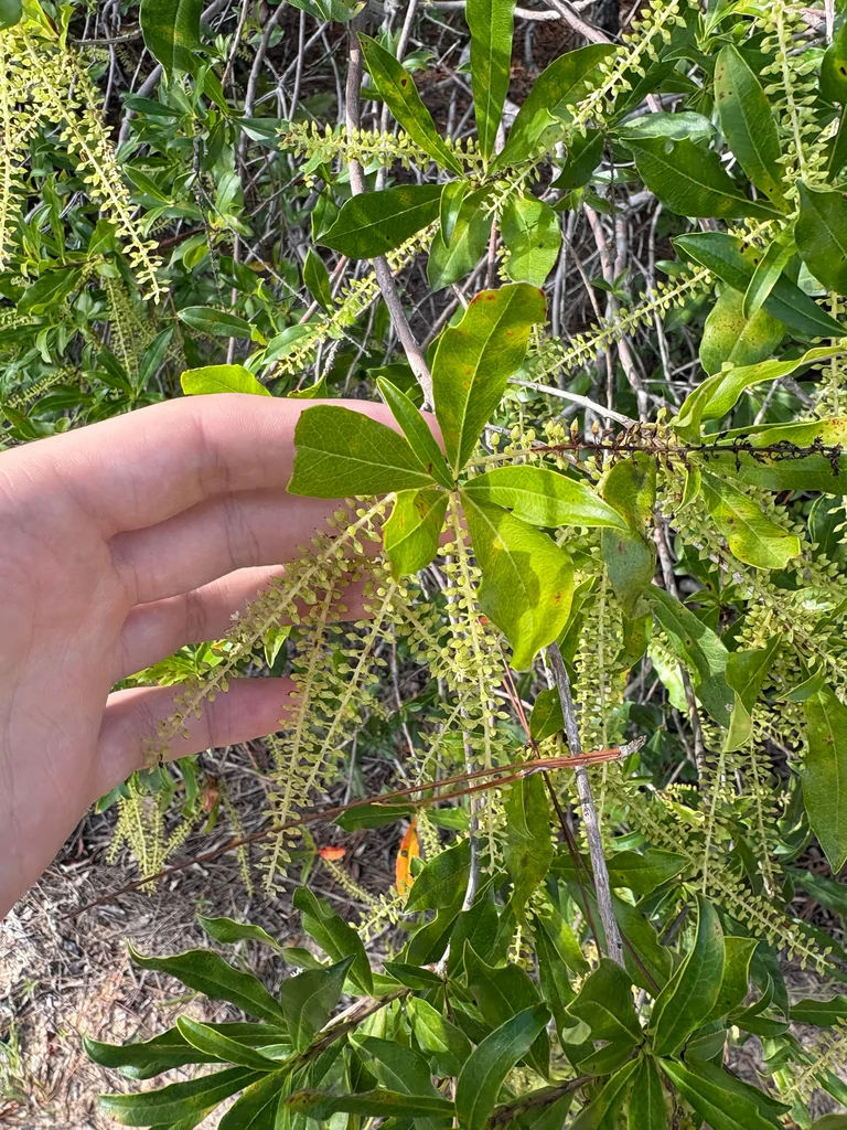 Cyrilla Racemiflora