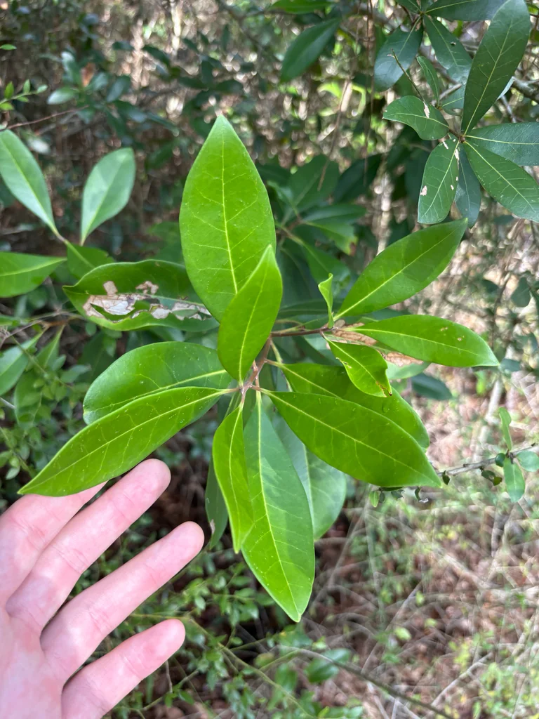 Osmanthus Americanus