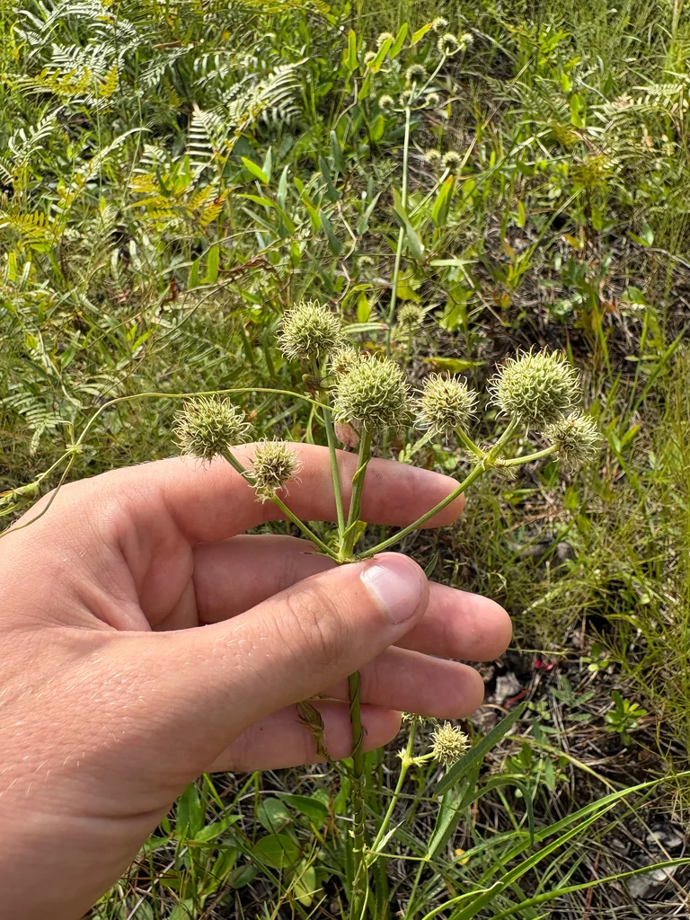 Eryngium Yuccifolium
