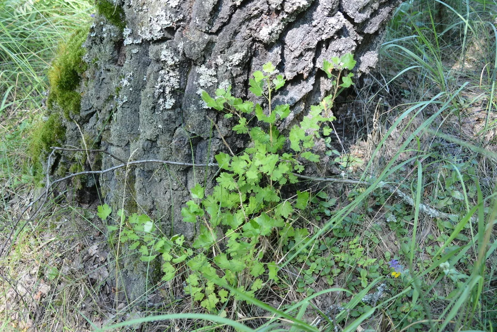 Ribes Uva-Crispa