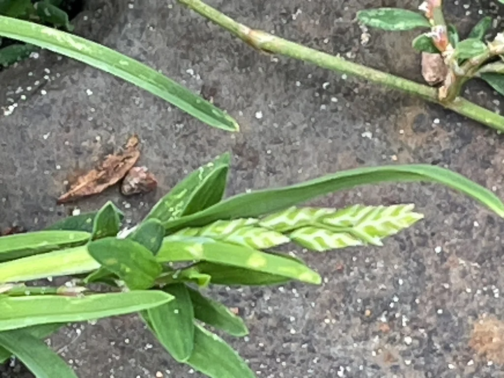 Poa Annua