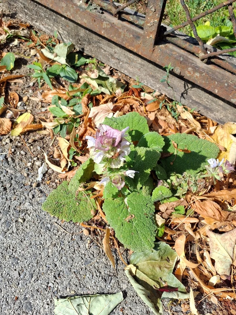 Salvia Sclarea