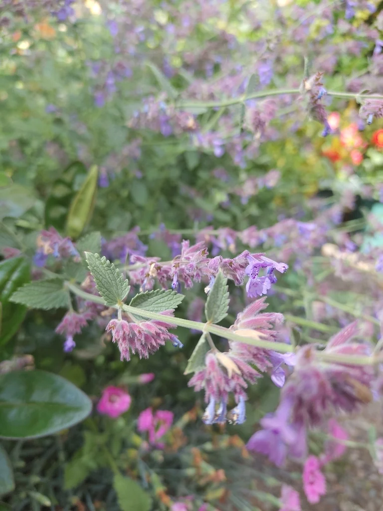 Nepeta Racemosa