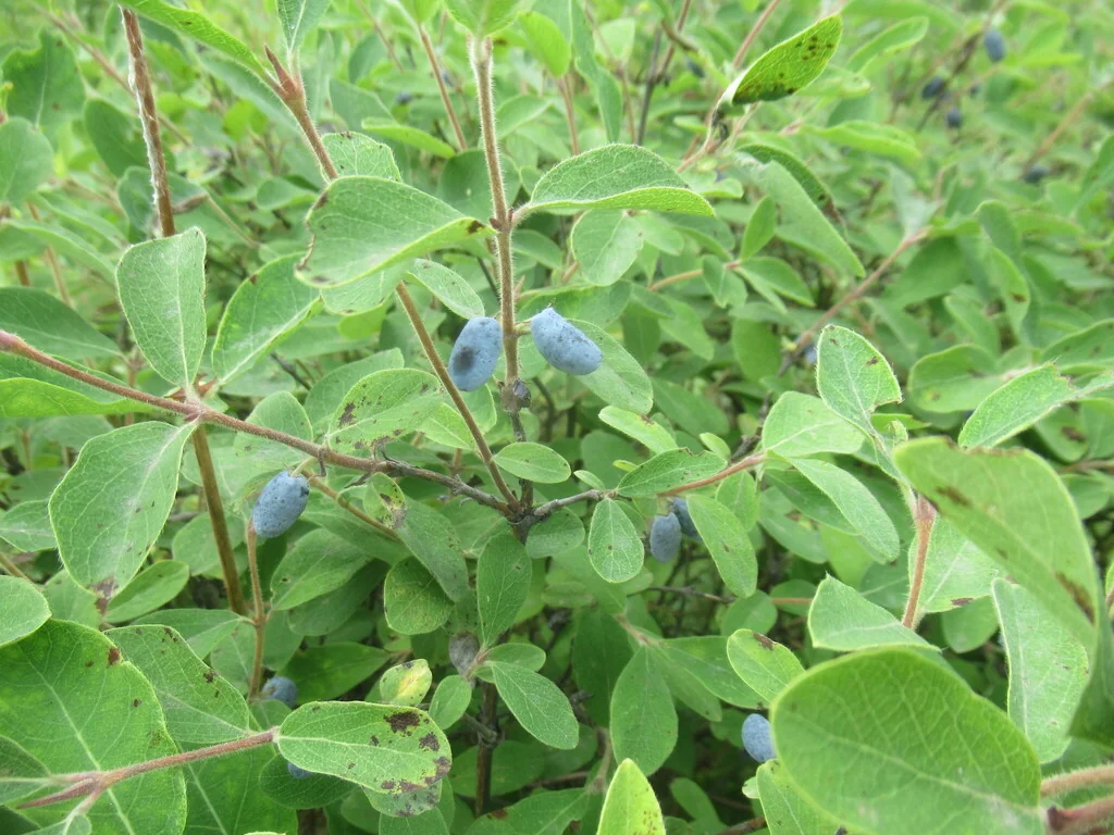 Lonicera Caerulea
