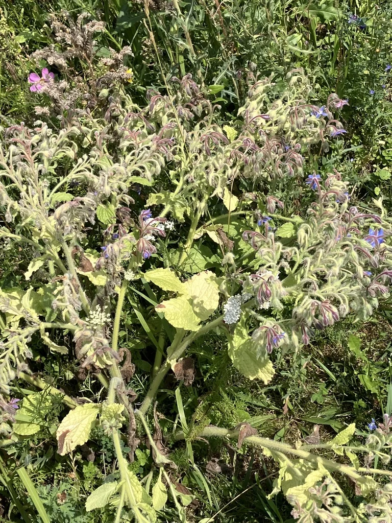 Borago Officinalis
