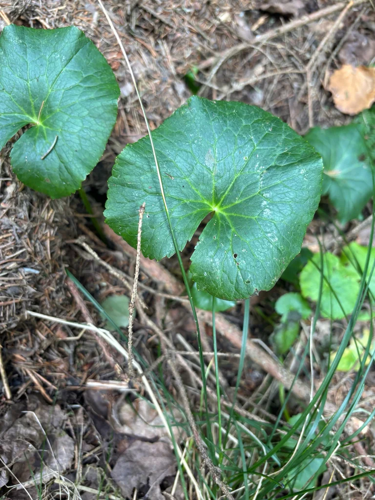 Caltha Palustris