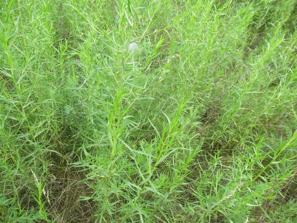 Artemisia Dracunculus