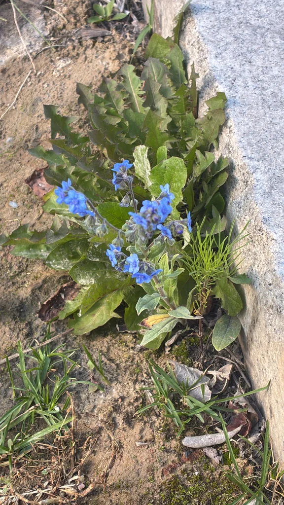 Cynoglossum Amabile