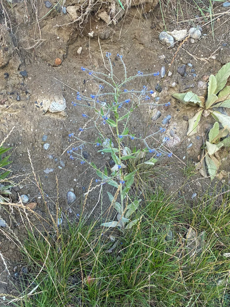 Cynoglossum Amabile
