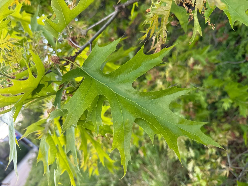Quercus Palustris